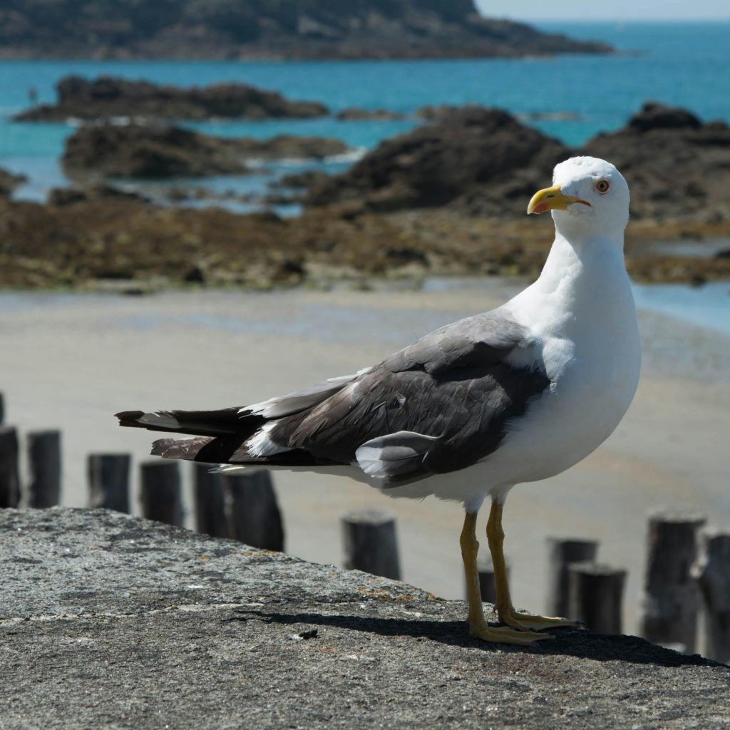 Goéland sur la plage de Saint-Malo, cadre naturel d’une love room romantique sur la côte d’Émeraude